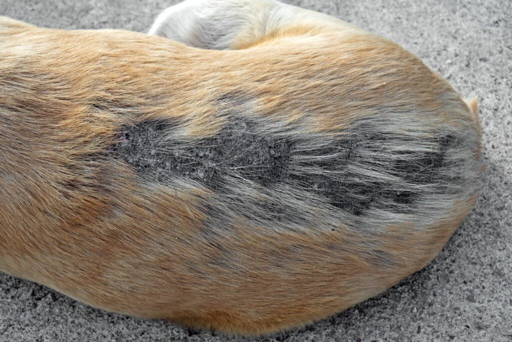 As doenças de pele nos cães causam perda de pelo e escamação da pele.