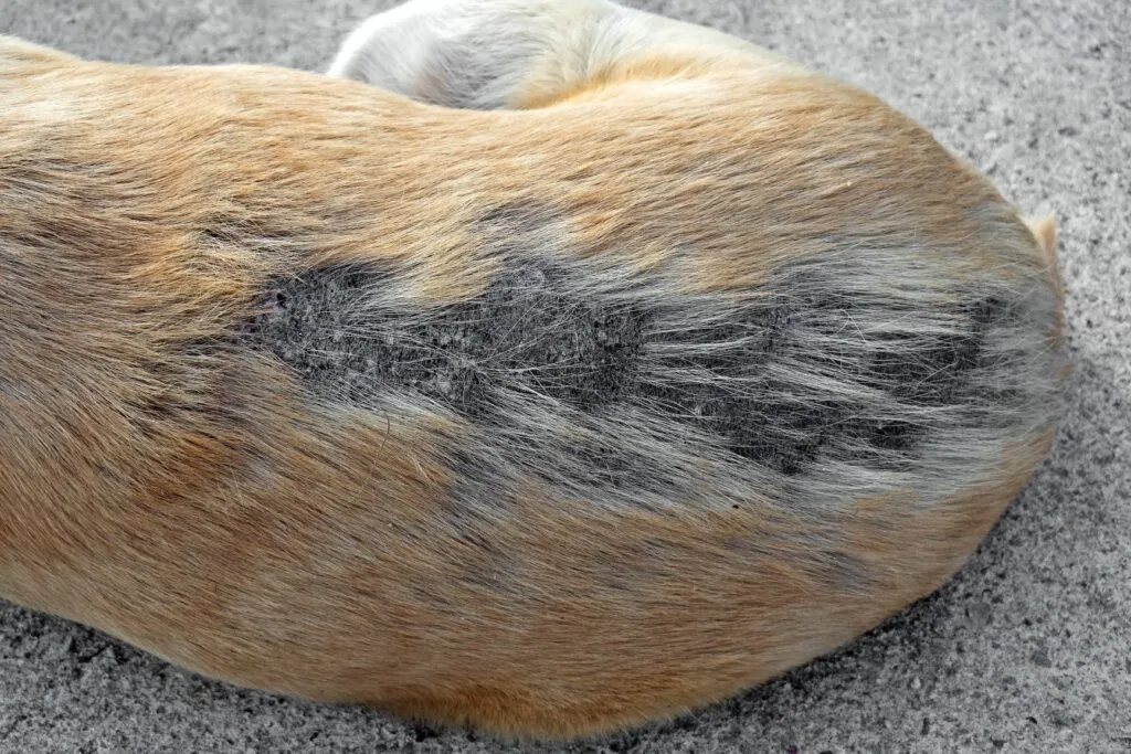 pele_cães_1 As doenças de pele nos cães causam perda de pelo e escamação da pele.