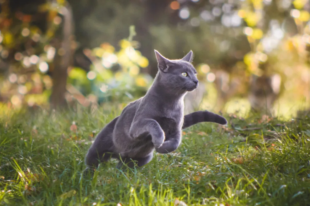 problemas ossos_gato a correr-1024×680