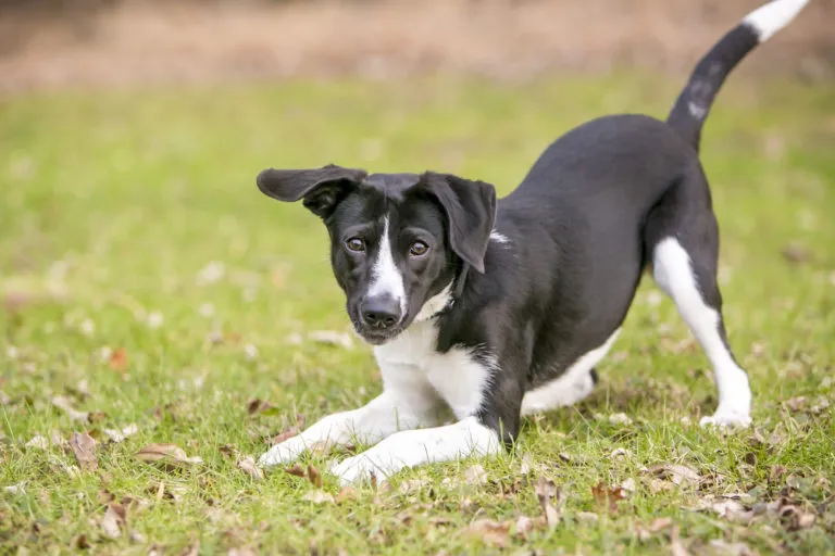 A playful black and white mixed breed dog, in a play bow position Escolher entre um cão de raça e um cão rafeiro pode ser difícil. Ambos têm vantagens e desvantagens