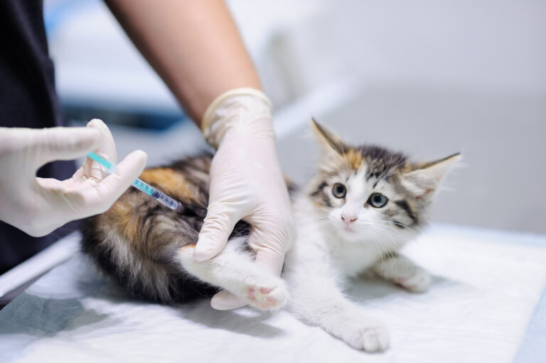 Veterinary doctor giving injection for kitten. Focus on syringe A raiva nos gatos é uma doença muito grave. No entanto, existem vacinas que previnem esta doença.