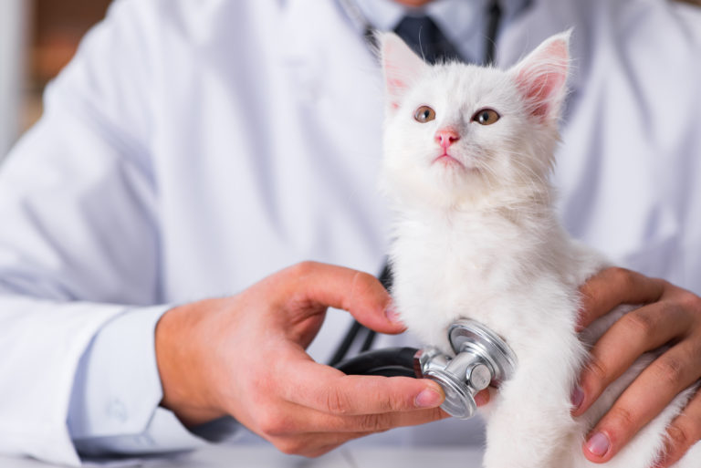 A primeira visita ao veternário do seu gatinho é importante para que ele não tenha medo de ir consultório mais tarde
