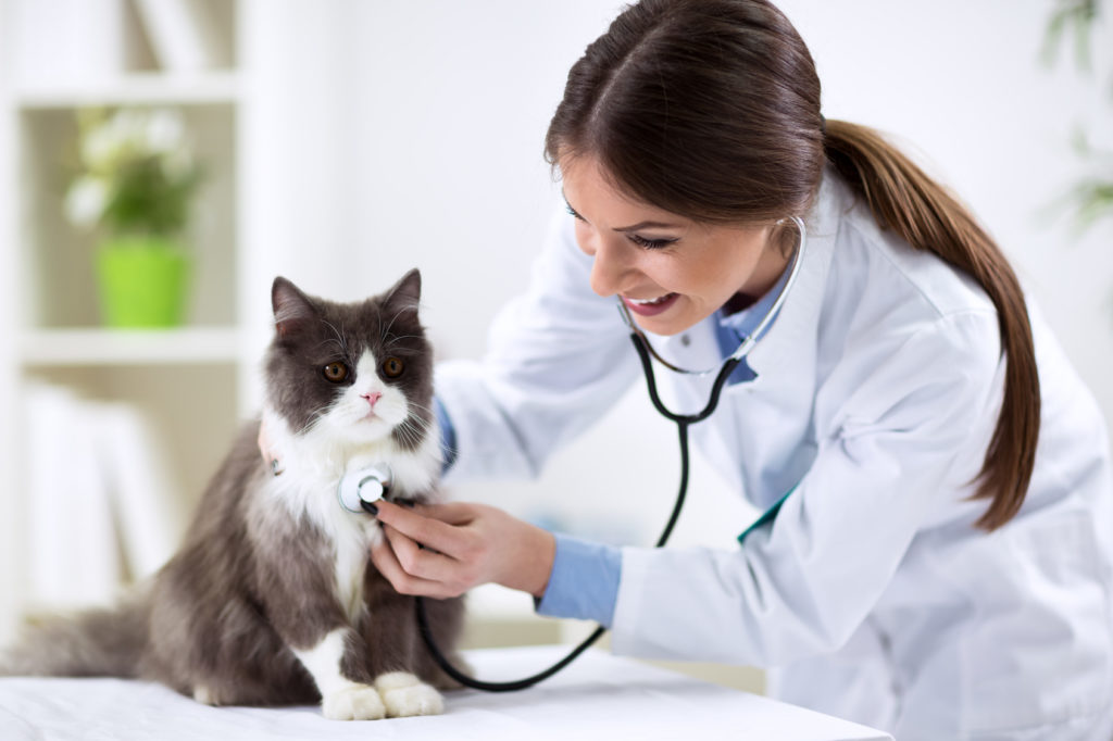 vet_gatos_2 A primeira visita ao veterinário do seu gatinho é geralmente muito simples, inclui o primeiro exame físico e a vacinação.