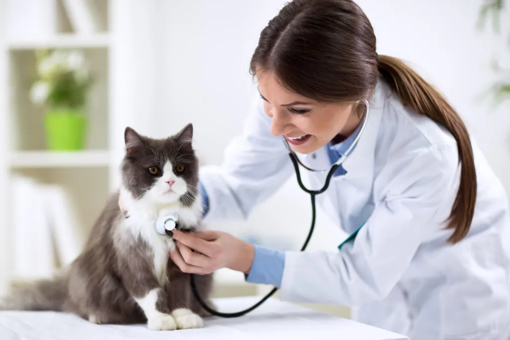 vet_gatos_2 A primeira visita ao veterinário do seu gatinho é geralmente muito simples, inclui o primeiro exame físico e a vacinação.