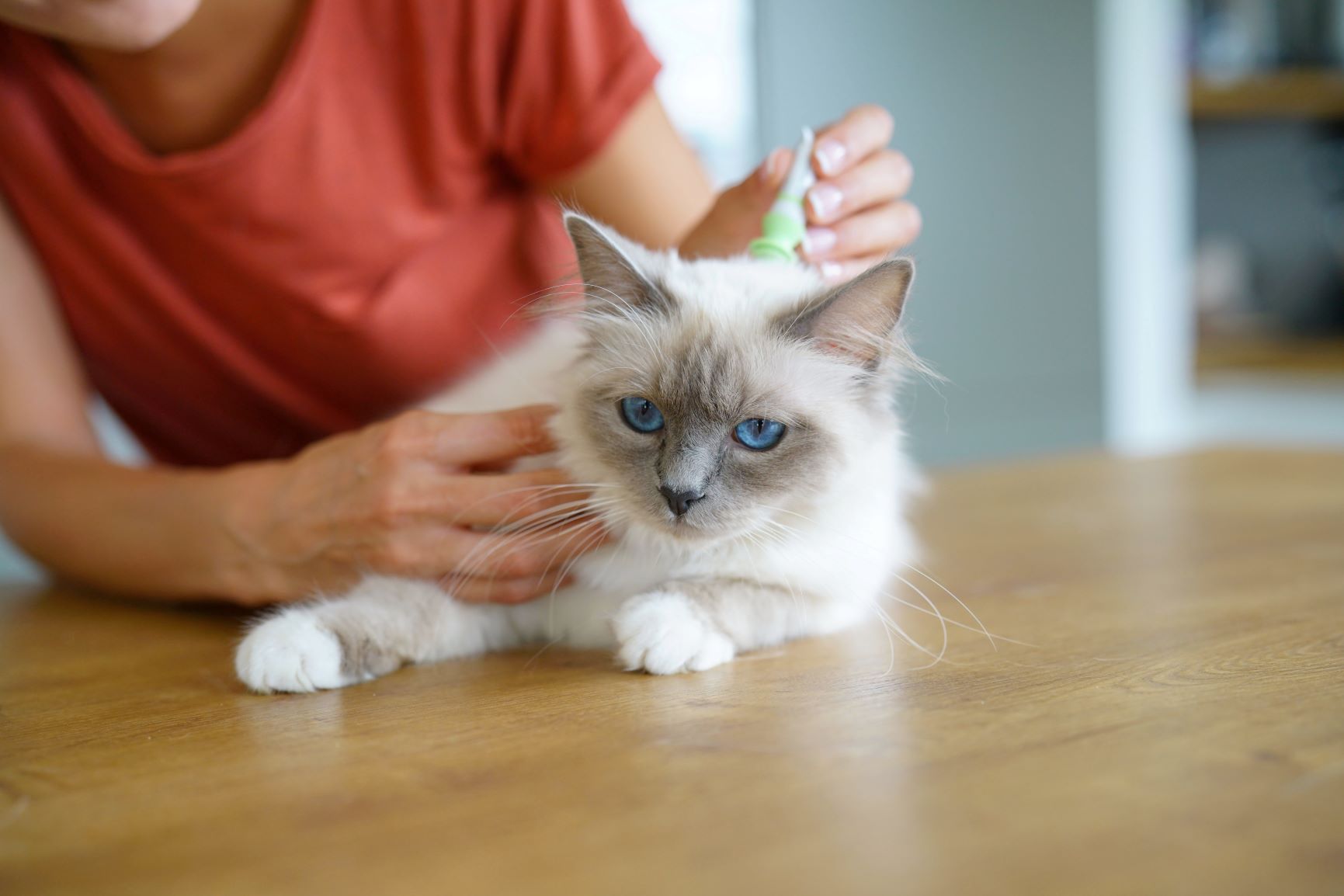 É importante prevenir o aparecimento de pulgas em gatos