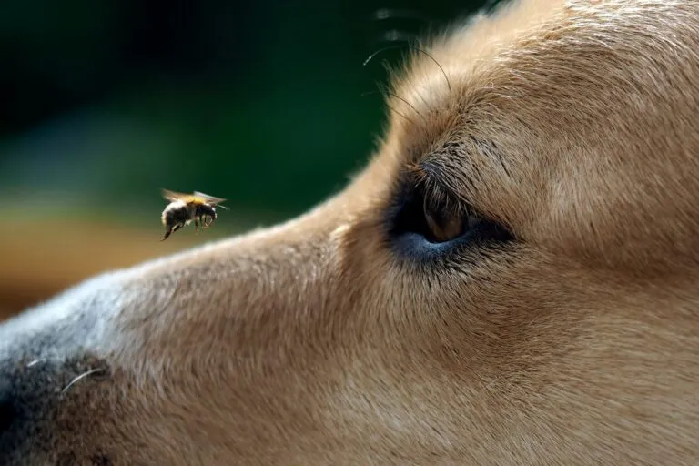 abelhas_cães_1 As picadas de abelhas nos cães acontecem quando menos esperamos