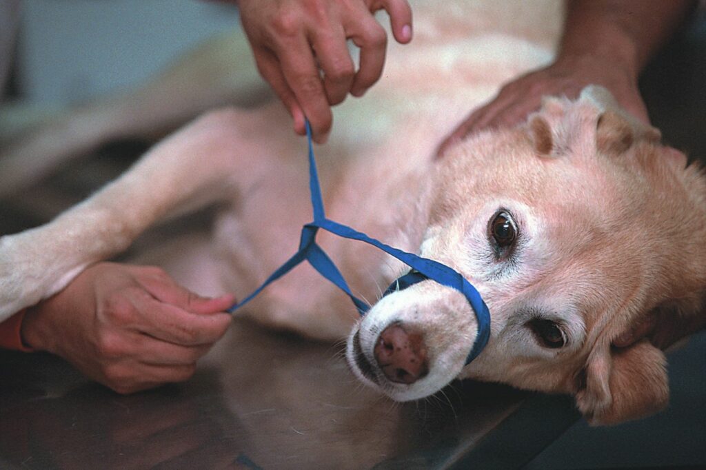 Se o seu cão foi picado por uma abelha proteja-se e proteja o seu patudo colocando uma fita a prender-lhe a boca antes de iniciar o tratamento. Mesmo o mais manso e amoroso cão do mundo pode morder se sentir dores fortes ou estiver muito ansioso.