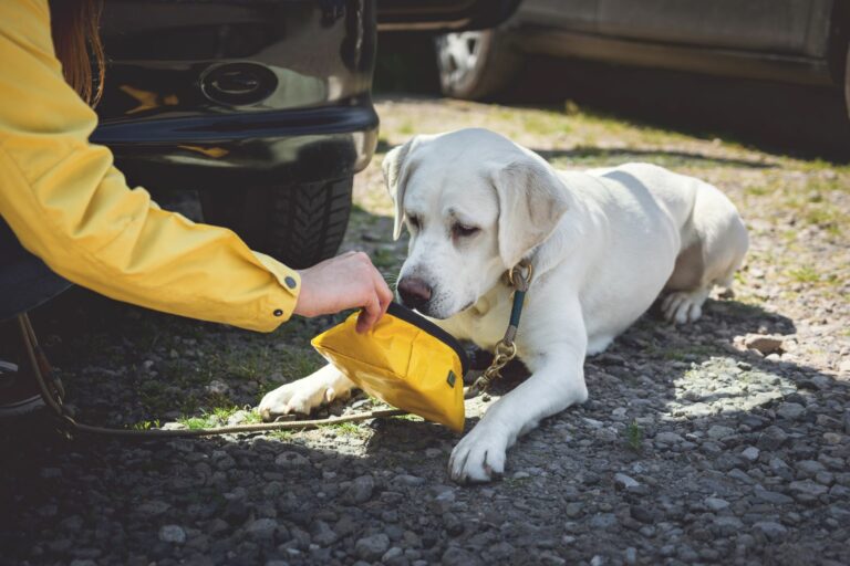 Se o seu cão não bebe água pode ficar desidratado, por isso deve ir com ele ao veterinário