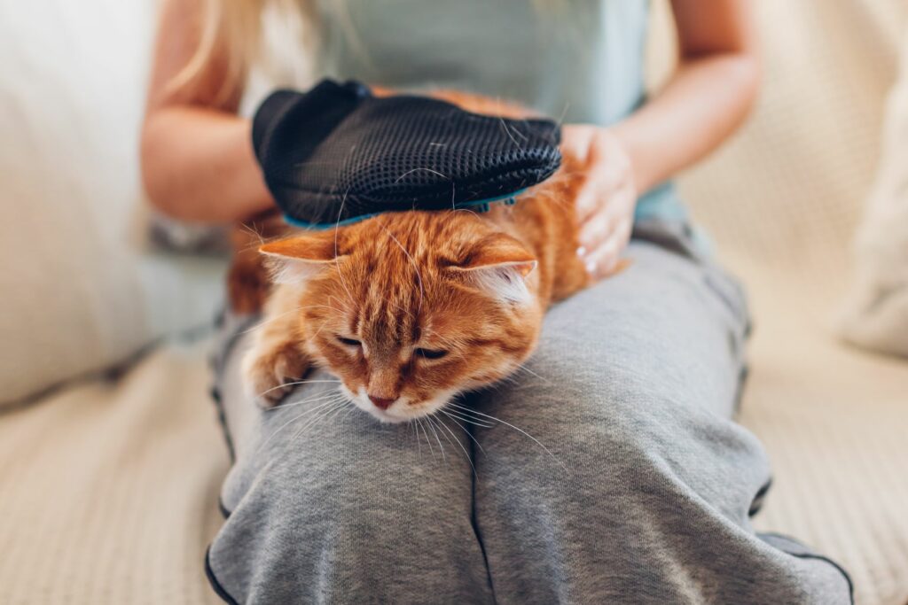alergias_gatos_4 Gato a ser penteado ao colo da dona: ao contrário do que muitas pessoas pensam os pelos não são a causa da alergia a gatos