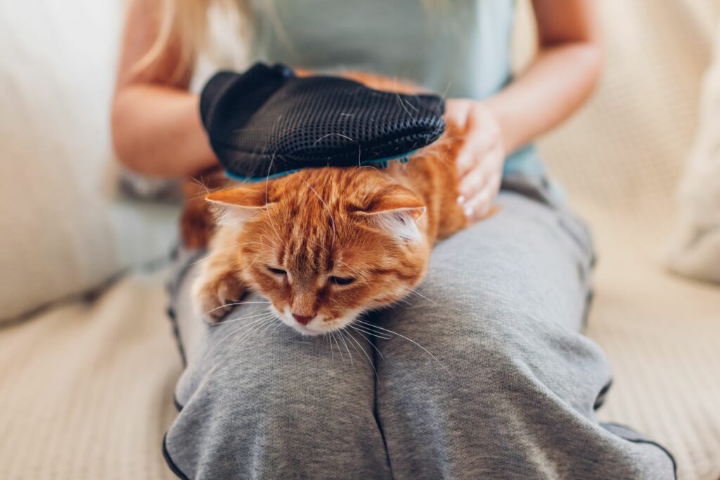 Gato a ser penteado ao colo da dona: ao contrário do que muitas pessoas pensam os pelos não são a causa da alergia a gatos