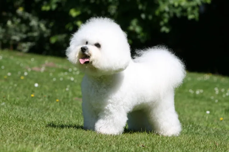 bichon frisé_1 bichon frisé na relva com a língua de fora