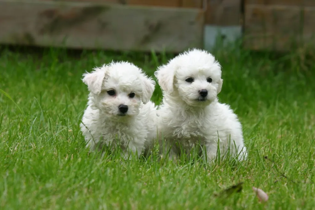 dois cachorros bichon fris&eacute; na relva