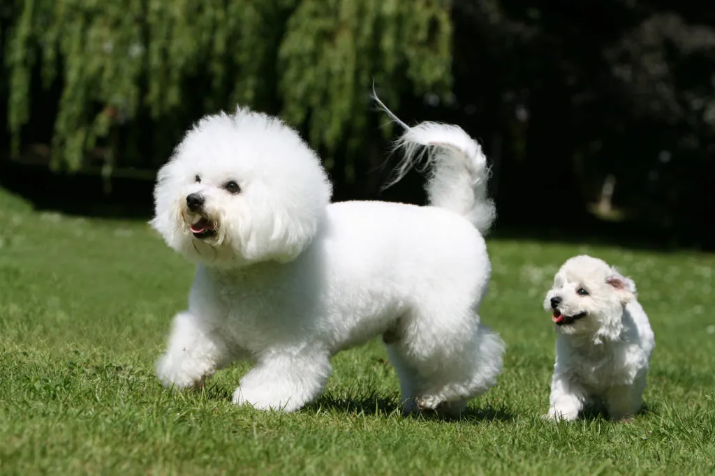 cadela bicoh fris&eacute; com cachorro ao lado