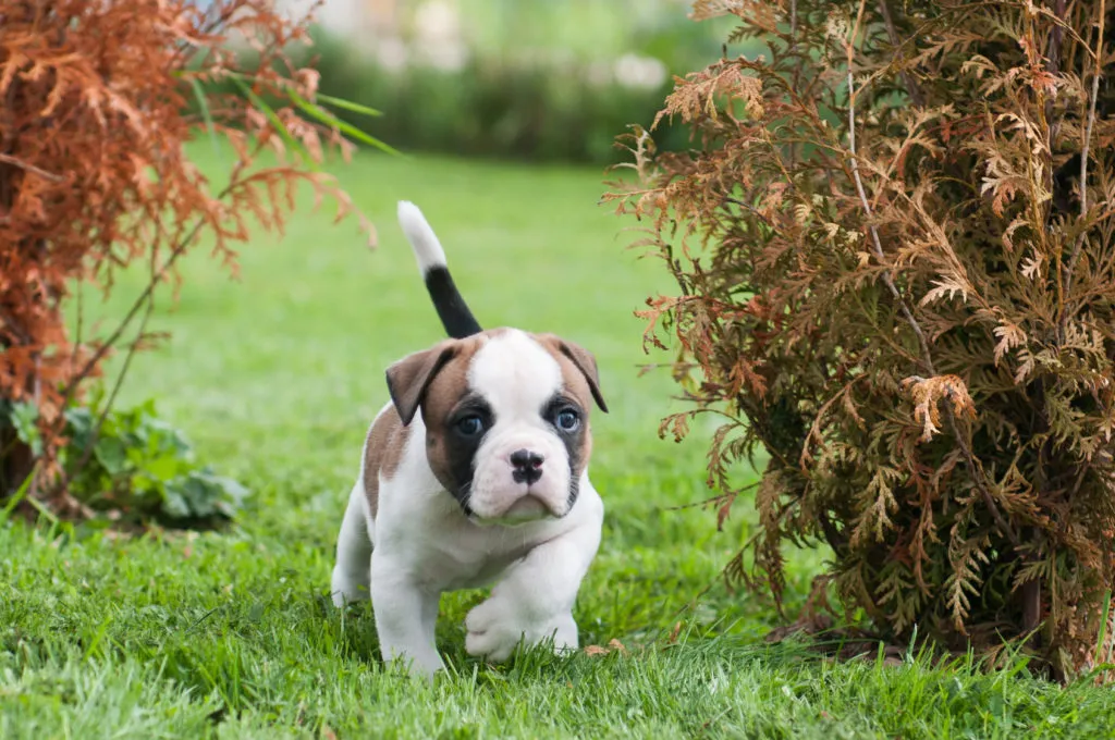 buldogue americano-1024×680
