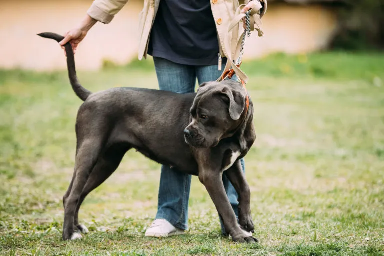 buldogue americano_1-768×512 buldogue americano_1-768×512