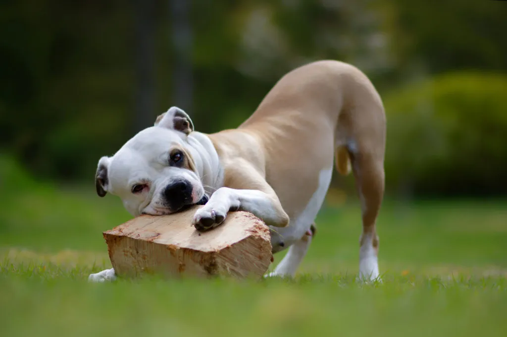 buldogue americano_3-1024×682