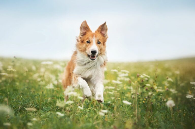 Carraças em cães: estes parasitas podem transmitir doenças aos cães