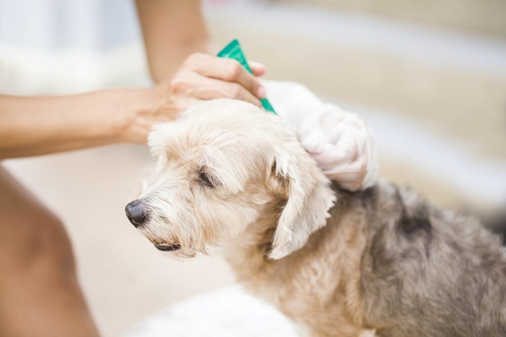 carraças em cães_2 Existem vários antiparasitários que evitam que carraças colonizem os cães
