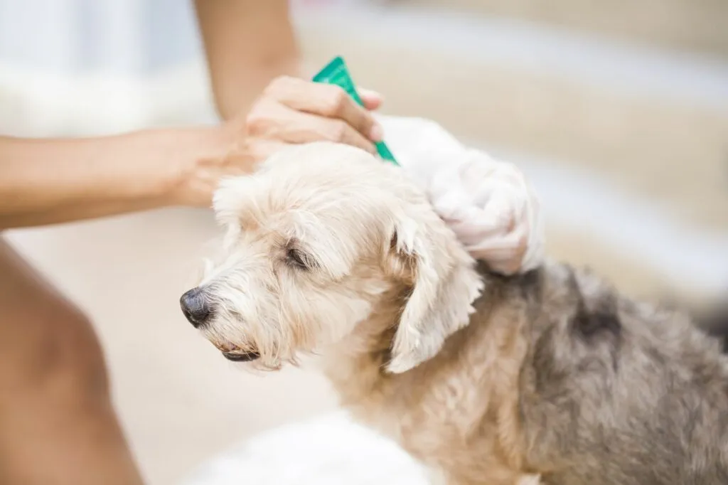 carraças em cães_2 Existem vários antiparasitários que evitam que carraças colonizem os cães