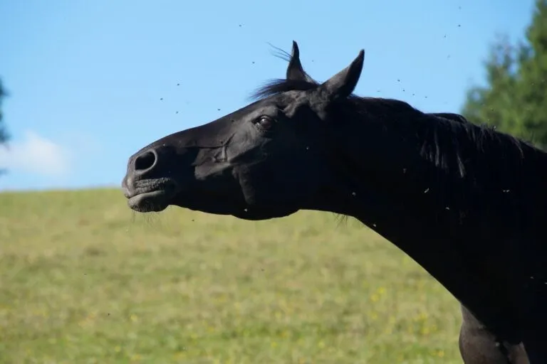 dermatite estival equina_1_768x512 dermatite estival equina_1_768x512