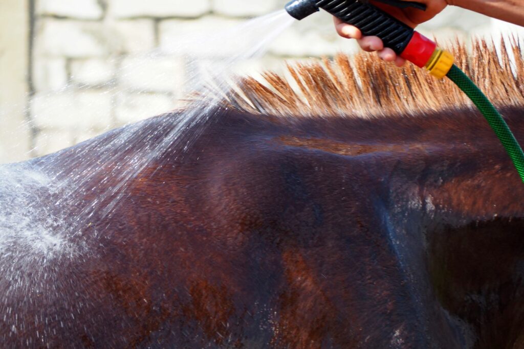 Tudo saber sobre a dermatite de quartela de cavalo - Royal Horse