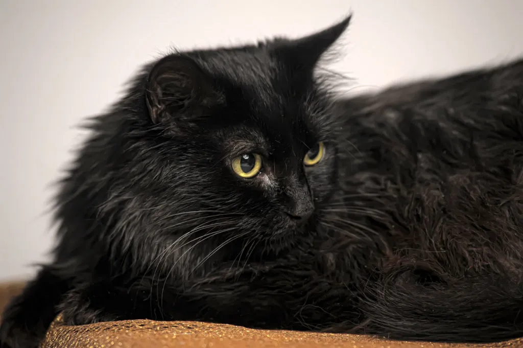 chantilly-tiffany- A boa alimentação dos gatos é um aspeto essencial para a sua saúde