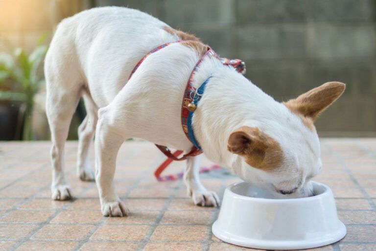Chihuahua dog eating food A alimentação dos Chihuahuas deve ter em consideração o seu peso e nível de atividade