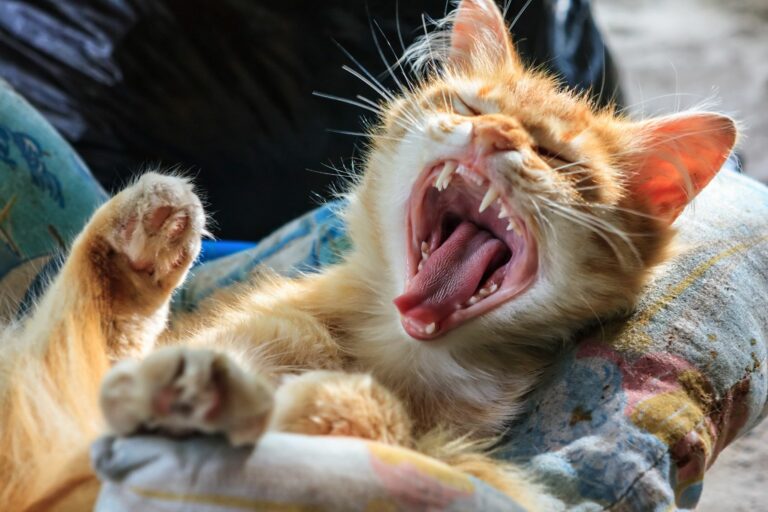 A mudança de dentes nos gatos é um processo que deve ser acompanhado para que não se verifiquem problemas