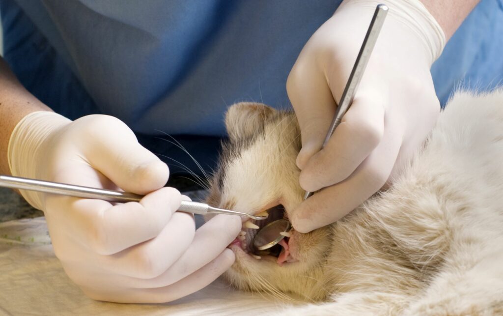 dentes_gatos_2