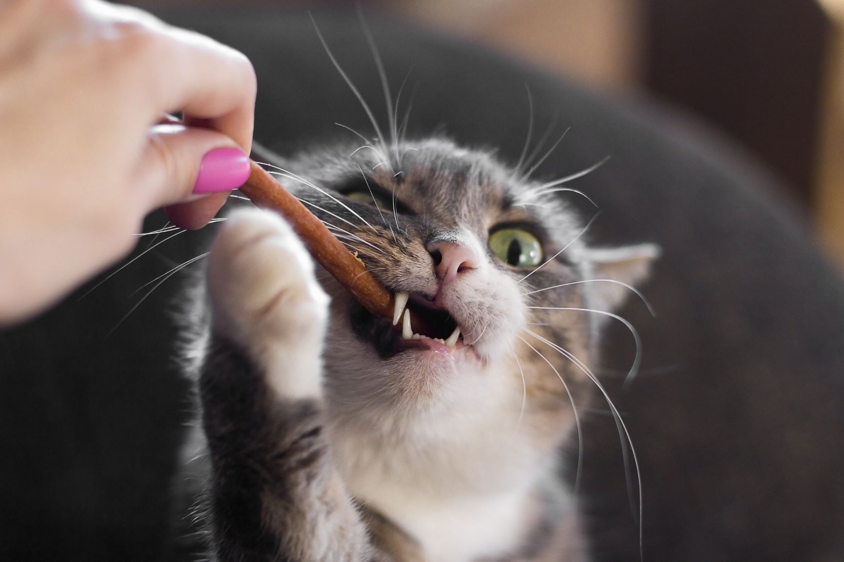 Existem produtos e formas de ajudar o processo de mudança de dentes nos gatos