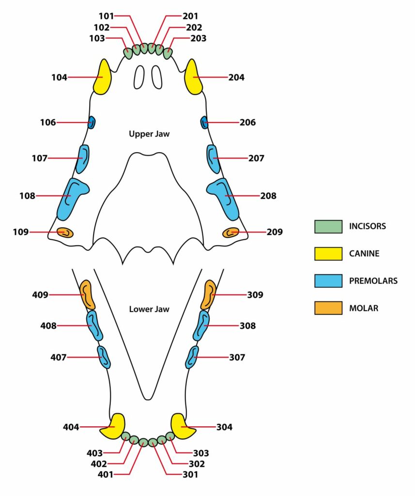 dentes_gatos_4