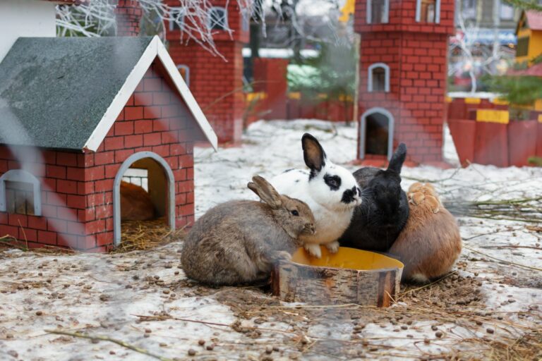 diarreia nos coelhos_1-768×512 diarreia nos coelhos_1-768×512