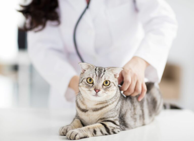 Muitas vezes um gato sente dores sem que os donos percebam.