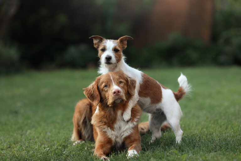 educar cães de raças diferentes