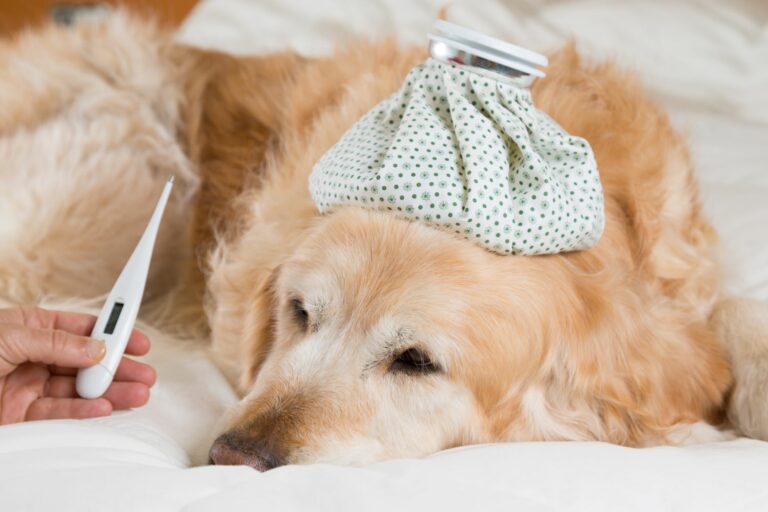 A febre nos cães é um sintoma de uma doença ou problema de saúde