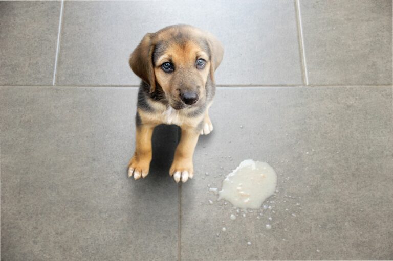 Um cachorrinho vomitou no chão. Vomitos e diarreia são sintomas comuns da gastrite nos cães