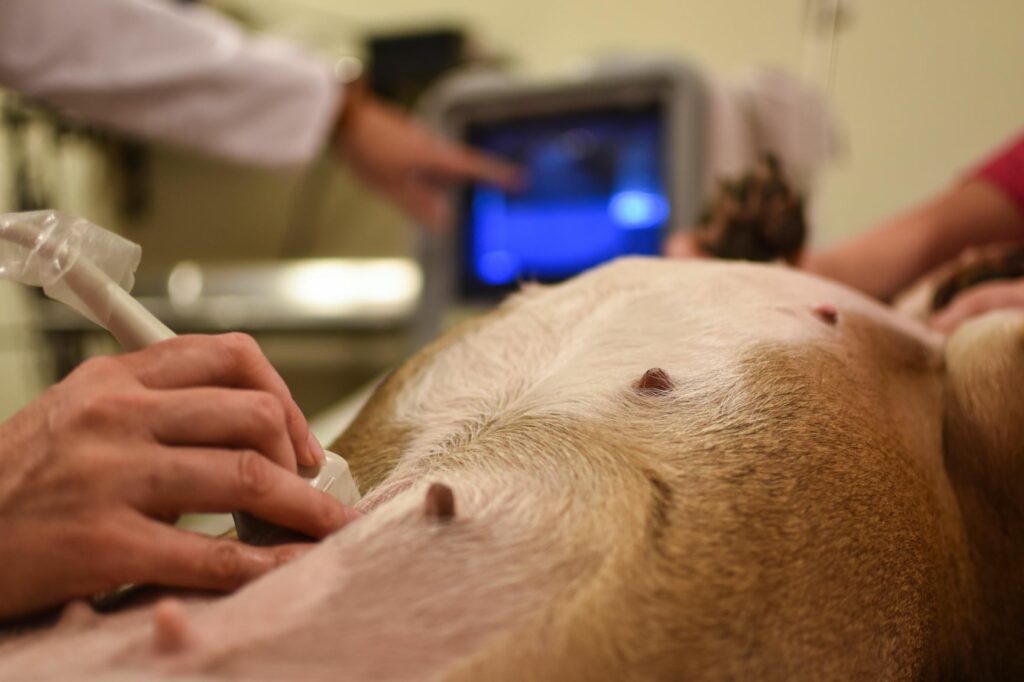 Cão a fazer uma ecografia. Este exame é importante para o veterinário verificar o estado do estômago em caso de gastrite