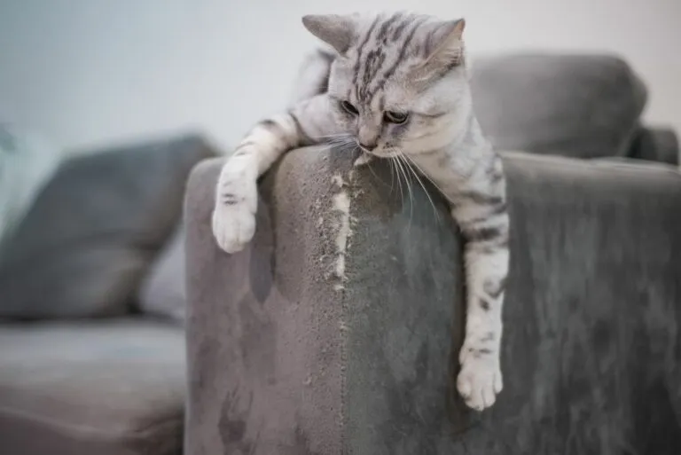 gatos_sofá_1 Para evitar que o seu gato arranha o sofá compre um ou vários arranhadores