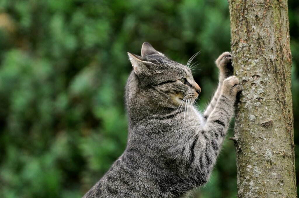 gatos_sofá_2