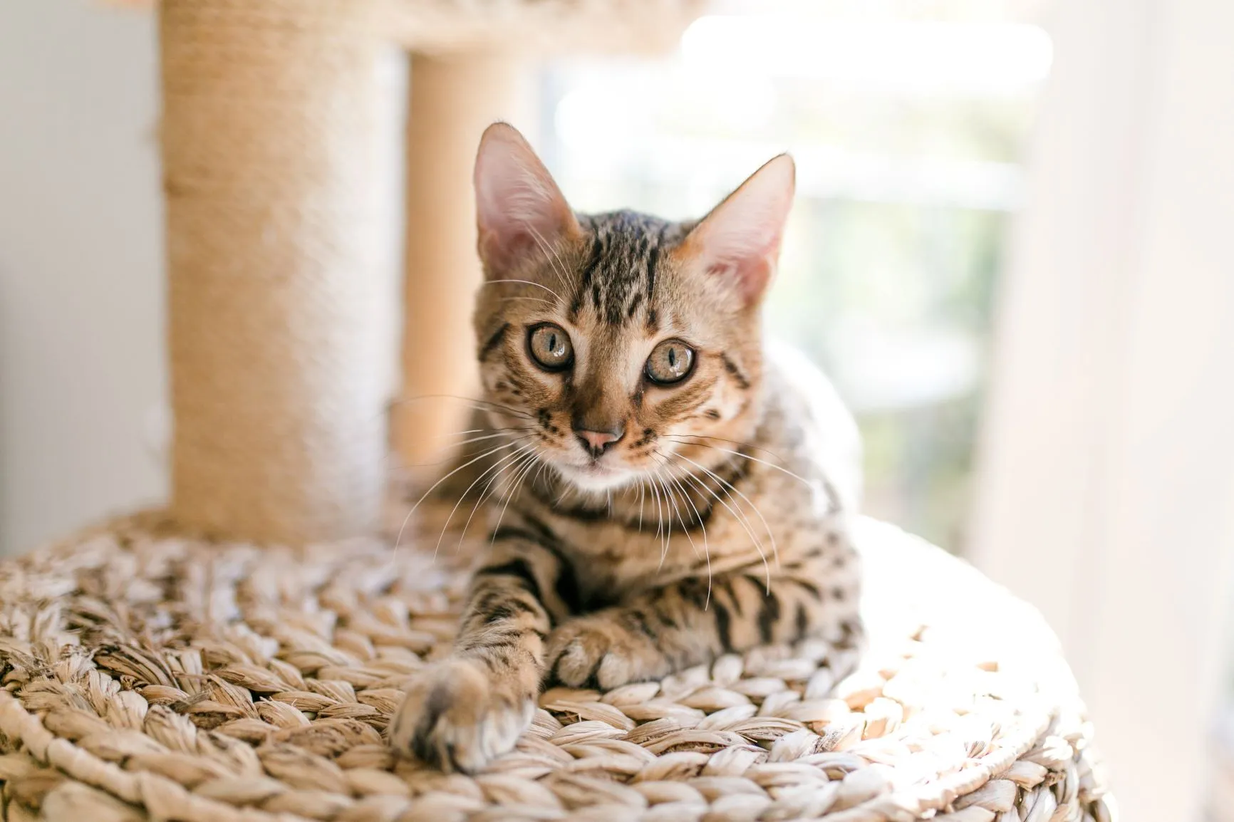 O seu gato arranha o sofá? Ajude-o a cuidar das unhas!