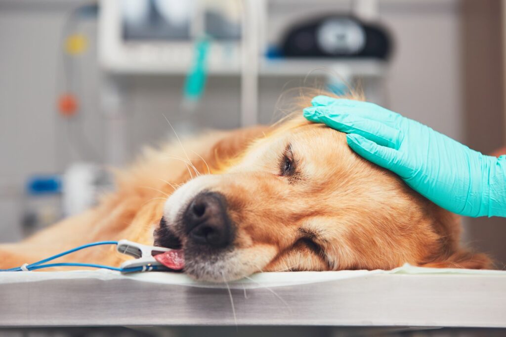 hiperhidratação_2 A hiperhidratação em cães é uma situação grave que exige cuidados médicos.