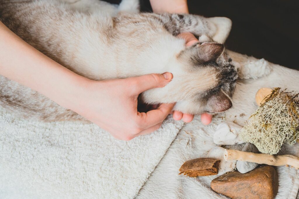 Ao fazer massagens a gatos deve fazer movimentos suaves e não exercer demasiada pressão