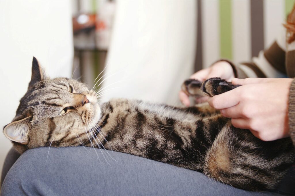 Fazer massagens a gatos deixa o pequeno felino e o dono relaxado.