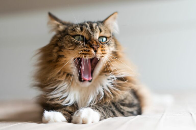 o mau hálito nos gatos é um sintoma de várias doenças