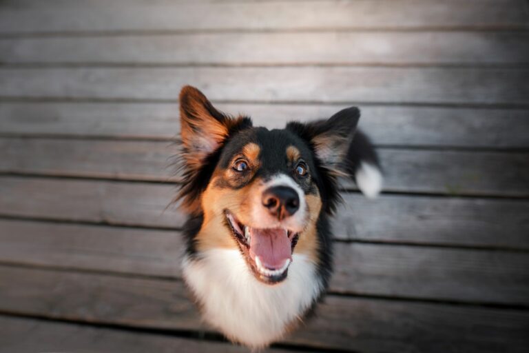 Cão a olhar para cima de boca aberta. O mau hálito dos cães pode ser muito desagradável para os donos