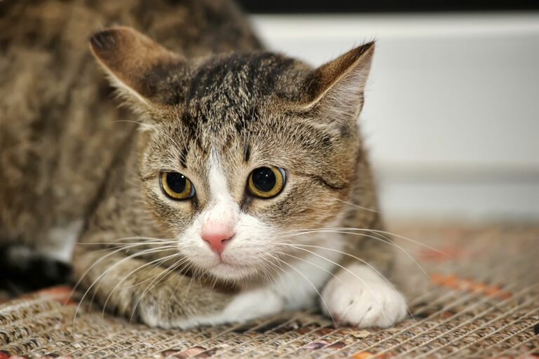 psicologia felina_1 psicologia felina