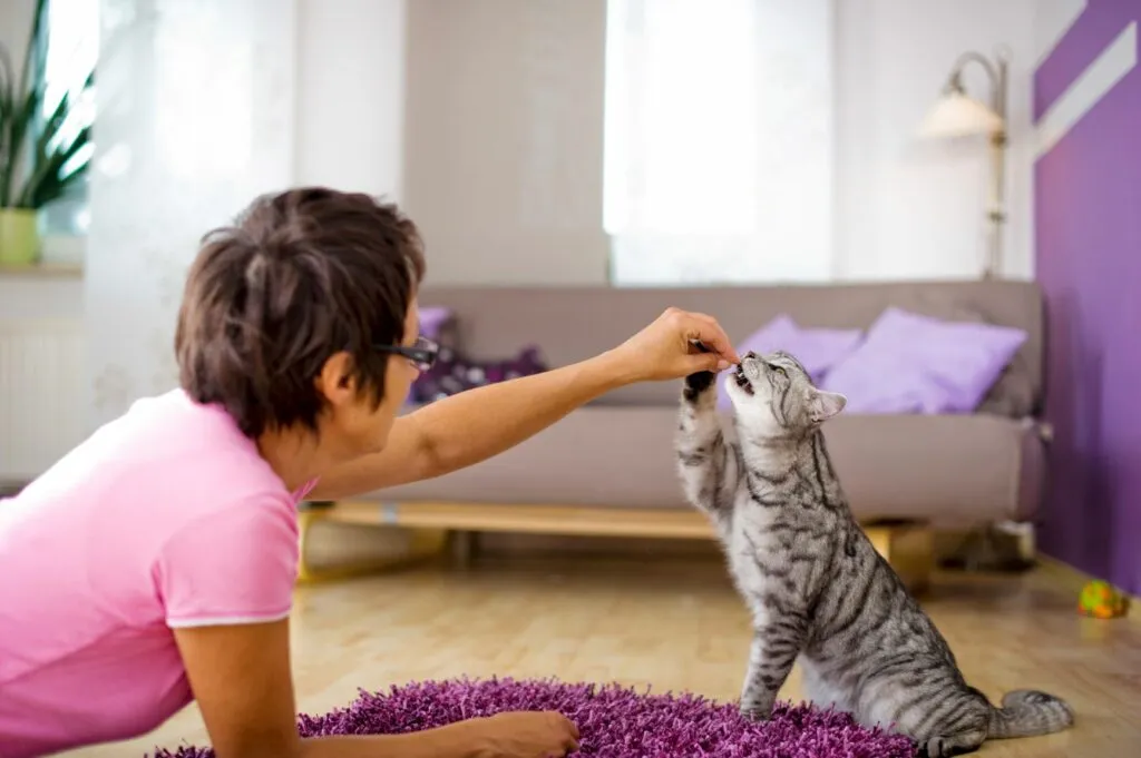 psicologia felina_2