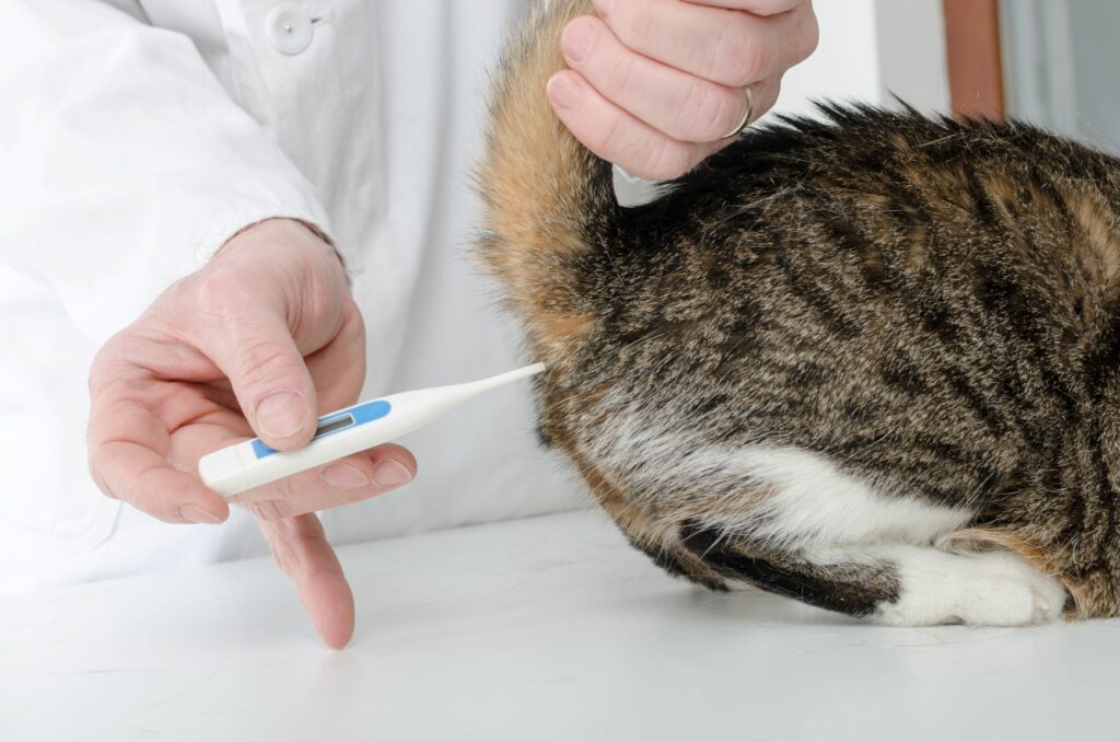 O veterinário mede a temperatura dos gatos via retal, pois é a forma mais precisa. No entanto é preciso ter cuidado para não magoar os intestinos do pequeno felino.
