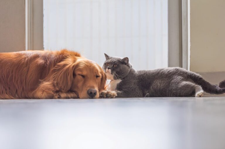 Os gatos são os hospedeiros principais do parasita da toxoplasmose e por isso podem transmitir a doença aos cães