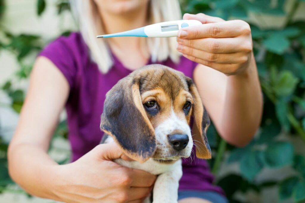 A febre pode ser o primeiro sintoma da toxoplasmose nos cães. No entanto existem outros sintomas importantes